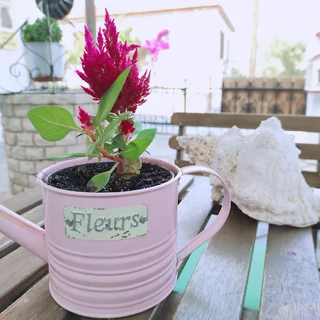 Alexandra נאה רודה