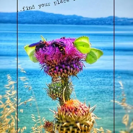 Alexandra מלון דירות