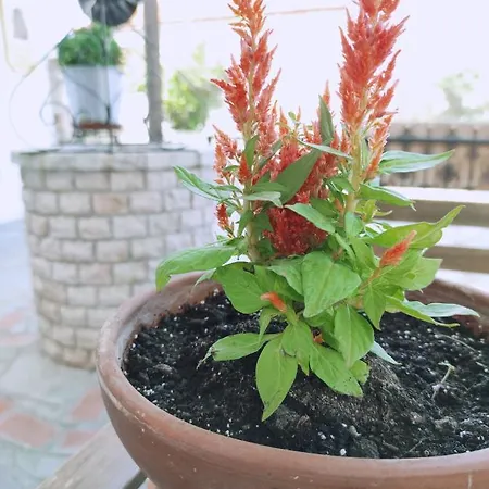 Ξενοδοχείο με διαμερίσματα αλεξάνδρα Νέα Ρόδα