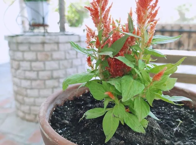 公寓式酒店 亚历山德拉公寓式酒店 依诺罗达