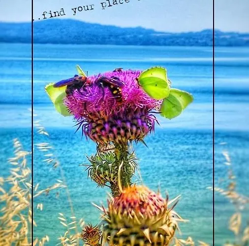 亚历山德拉公寓式酒店 公寓式酒店