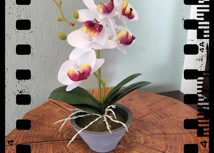 亚历山德拉公寓式酒店